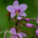 Tajvanski dokumentarni film prejel prestižna mednarodna priznanja