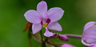 Tajvanski dokumentarni film prejel prestižna mednarodna priznanja