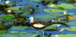 Zaščita ptic in njihovega domovanja ostaja prednostna naloga Foto: Lee Wen-chen, Taiwan Today