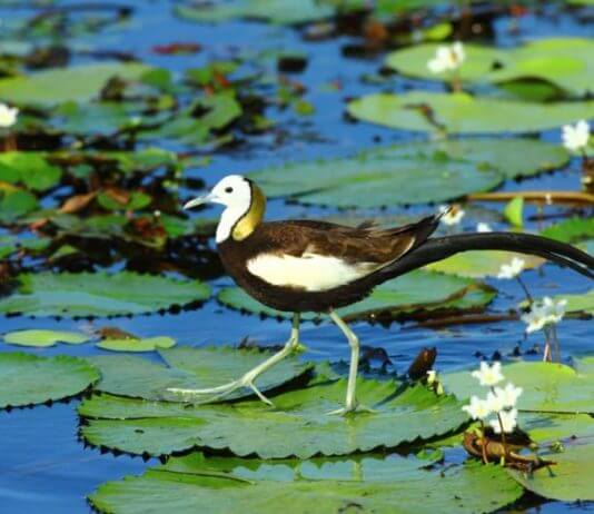 Zaščita ptic in njihovega domovanja ostaja prednostna naloga Foto: Lee Wen-chen, Taiwan Today