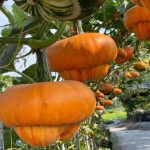 Oranžne nenavadnosti Vir: Facebook stran cvetličnega vrta Chung-she