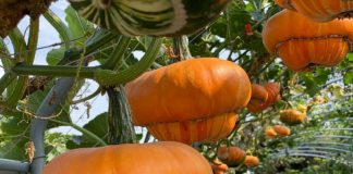 Oranžne nenavadnosti Vir: Facebook stran cvetličnega vrta Chung-she