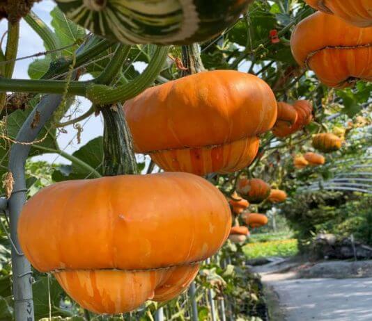 Oranžne nenavadnosti Vir: Facebook stran cvetličnega vrta Chung-she