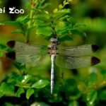 Izjemna najdba Foto: Taipei Zoo