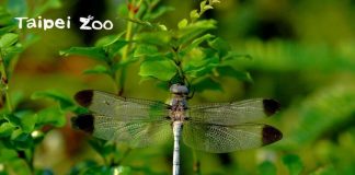 Izjemna najdba Foto: Taipei Zoo