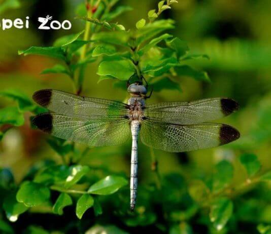 Izjemna najdba Foto: Taipei Zoo