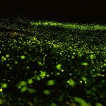 Žareča svetloba Foto: Miaoli County Magistrate, Hsu Yao-chang Facebook