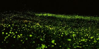 Žareča svetloba Foto: Miaoli County Magistrate, Hsu Yao-chang Facebook