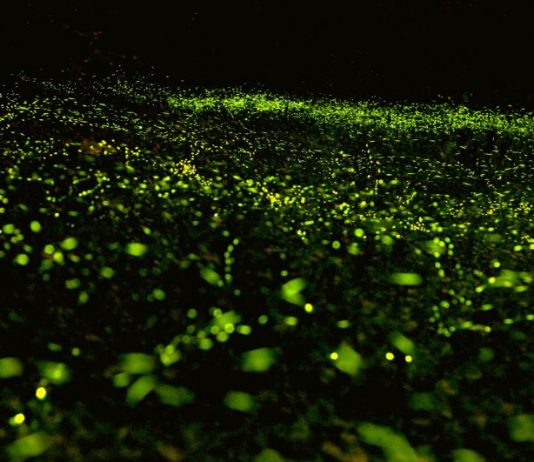 Žareča svetloba Foto: Miaoli County Magistrate, Hsu Yao-chang Facebook