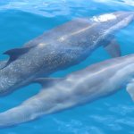 Plavanje v tandemu Foto: Ocean Conservation Administration