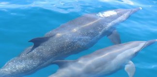 Plavanje v tandemu Foto: Ocean Conservation Administration