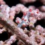 Pigmejski morski konjički opaženi v bližini otočja Penghu Foto: Caparbio, CC BY-SA 3.0