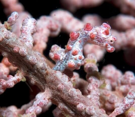 Pigmejski morski konjički opaženi v bližini otočja Penghu Foto: Caparbio, CC BY-SA 3.0