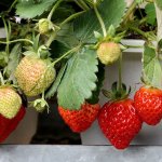 Strategija dodane vrednosti spodbuja kmetijsko rast 90 odstotkov tajvanskih jagod zraste v okraju Dahu. Foto: Huang-Chung hsin