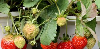 Strategija dodane vrednosti spodbuja kmetijsko rast 90 odstotkov tajvanskih jagod zraste v okraju Dahu. Foto: Huang-Chung hsin