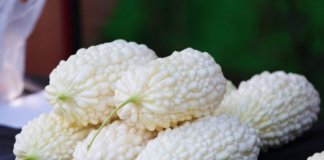 Dragocene grenke buče Foto: Taiwan Today.