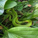 Smaragdni lepotec Foto: Chihnan Forest Recreation Area