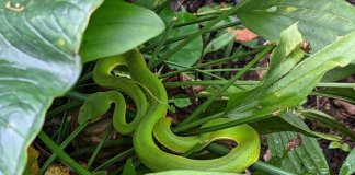 Smaragdni lepotec Foto: Chihnan Forest Recreation Area