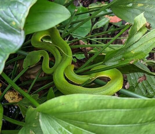 Smaragdni lepotec Foto: Chihnan Forest Recreation Area