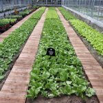 Raziskovalna skupina navaja koristi kavne usedline pri gojenju zelenjave Foto: CNA