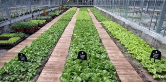 Raziskovalna skupina navaja koristi kavne usedline pri gojenju zelenjave Foto: CNA