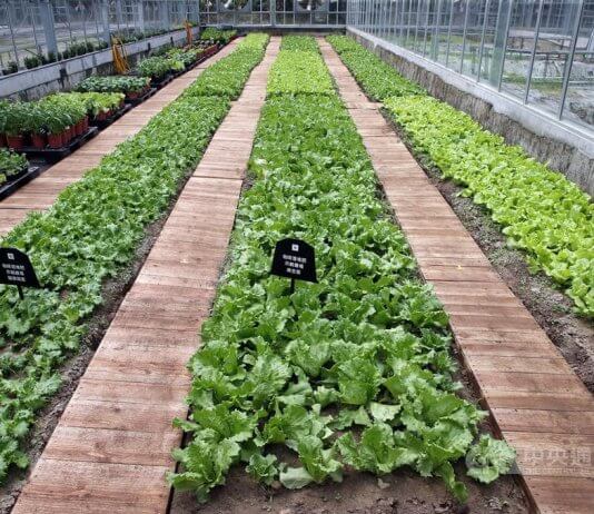 Raziskovalna skupina navaja koristi kavne usedline pri gojenju zelenjave Foto: CNA