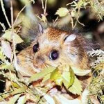 Simpatično odkritje Foto: Chiang Hua-chang