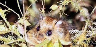 Simpatično odkritje Foto: Chiang Hua-chang