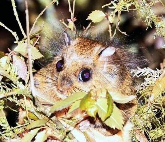 Simpatično odkritje Foto: Chiang Hua-chang