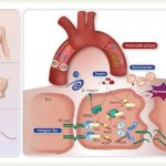 Tajvanski raziskovalci odkrili nov biomarker za aterosklerozo Foto: Nacionalni svet za znanost in tehnologijo.