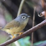 Vse manj endemičnih ptic Sivoglava fulveta je endemična ptica Tajvana. Foto: Tajvanska zveza za prostoživeče ptice.