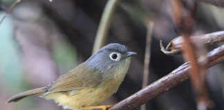 Vse manj endemičnih ptic Sivoglava fulveta je endemična ptica Tajvana. Foto: Tajvanska zveza za prostoživeče ptice.
