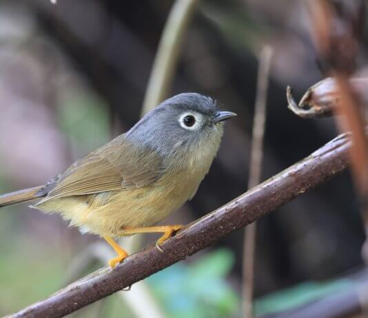 Vse manj endemičnih ptic Sivoglava fulveta je endemična ptica Tajvana. Foto: Tajvanska zveza za prostoživeče ptice.