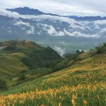 Sezona rumenih lilij Foto: CNA.