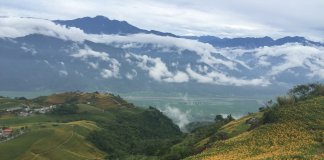 Sezona rumenih lilij Foto: CNA.