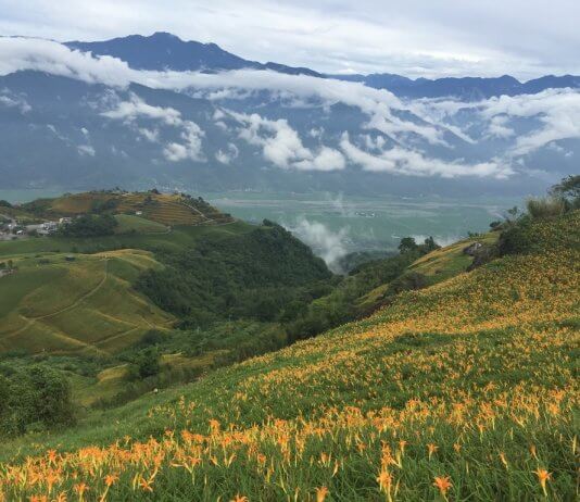 Sezona rumenih lilij Foto: CNA.