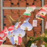 Svetovna razstava in konferenca o orhidejah