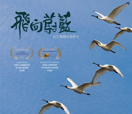 Tajvanski dokumentarni film o pticah prejel nagrade na filmskih festivalih Foto: CNA, z dovoljenjem nacionalnega parka Taijiang.
