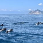 Tajvanski otok Guishan ponovno odprt za javnost Foto: Delfini okrog otoka Guishan