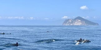 Tajvanski otok Guishan ponovno odprt za javnost Foto: Delfini okrog otoka Guishan