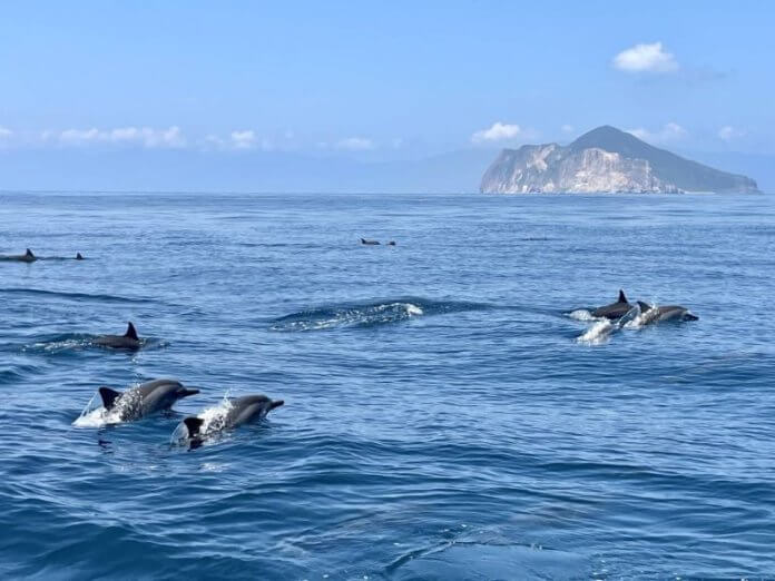 Foto: Delfini okrog otoka Guishan