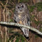 Opazovanje sov Foto: CNA.