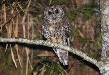 Opazovanje sov Foto: CNA.