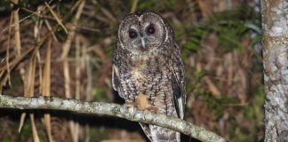 Opazovanje sov Foto: CNA.