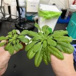 Tajvan razvil gensko spremenjene rastline, ki zajemajo več CO₂ in rastejo hitreje Gensko spremenjena rastlina kreše zraste dva- do trikrat večja od svoje divje vrste. Foto: Academia Sinica.