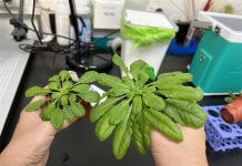 Tajvan razvil gensko spremenjene rastline, ki zajemajo več CO₂ in rastejo hitreje Gensko spremenjena rastlina kreše zraste dva- do trikrat večja od svoje divje vrste. Foto: Academia Sinica.