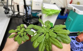 Tajvan razvil gensko spremenjene rastline, ki zajemajo več CO₂ in rastejo hitreje Gensko spremenjena rastlina kreše zraste dva- do trikrat večja od svoje divje vrste. Foto: Academia Sinica.