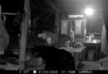 Formoški črni medved se potika po skednju