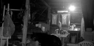 Formoški črni medved se potika po skednju