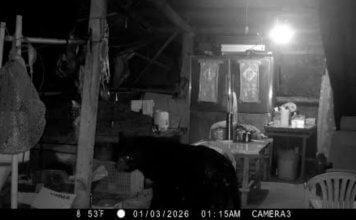 Formoški črni medved se potika po skednju